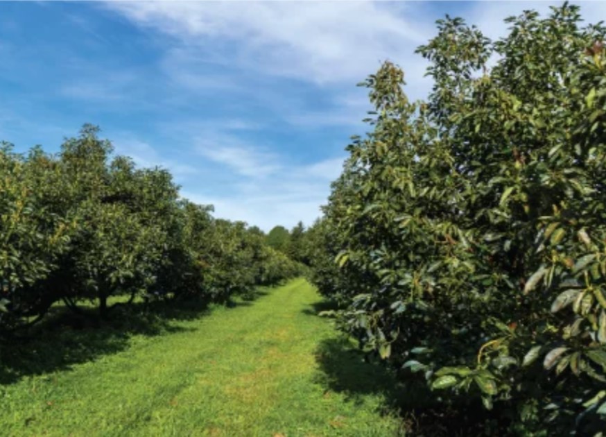 Avogold Plantation - Farm