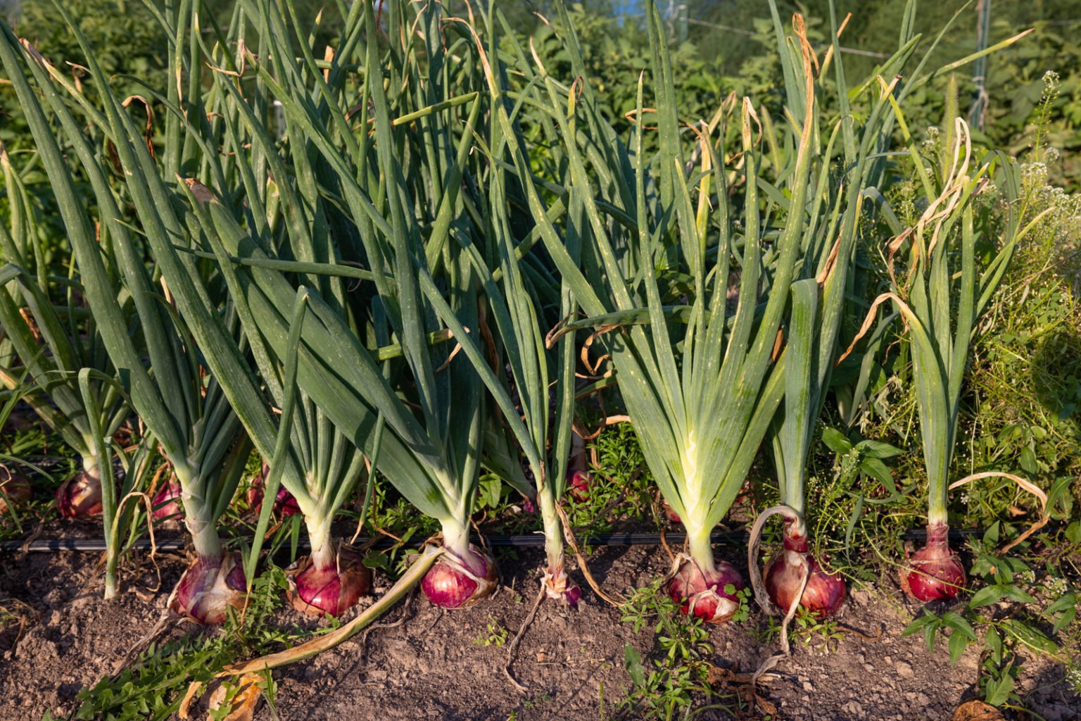 Avogold Brand Logo - Cooking Oil
