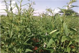 Avocado Oil in Uganda Made by Avogold